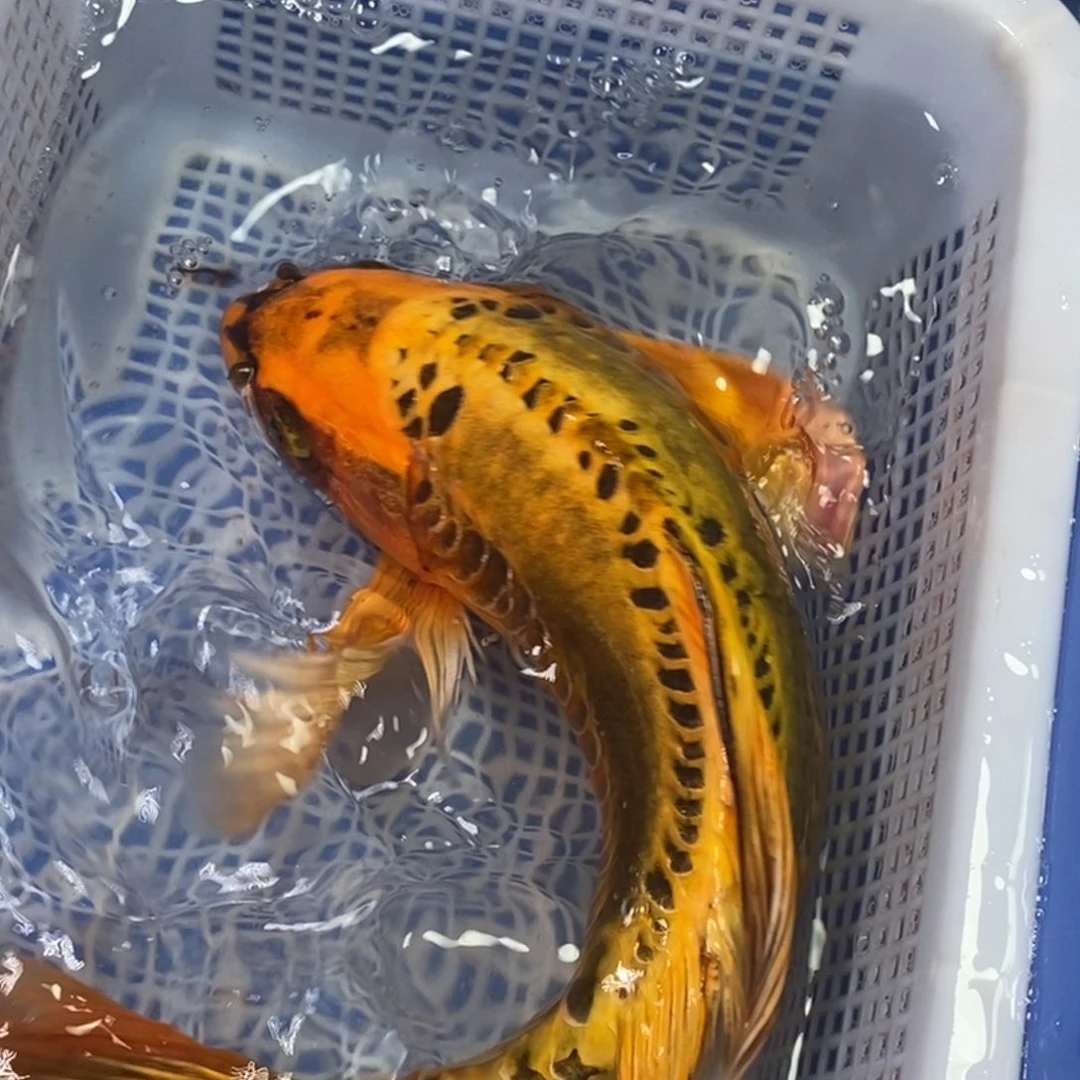 海水鱼冷水锦鲤包邮