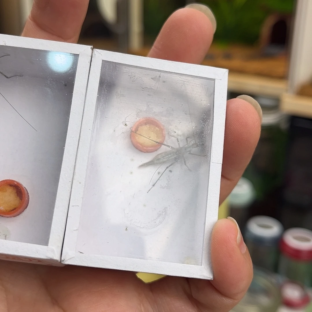 2条长须紫竹哈哈哈哈