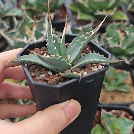 长曲刺eb妖炎龙舌兰