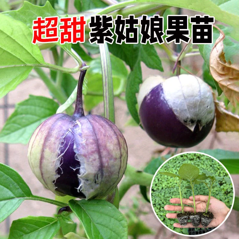 【寿光速发】姑娘果种苗蔬菜苗蔬菜之乡阳台种植地栽盆栽小院种植