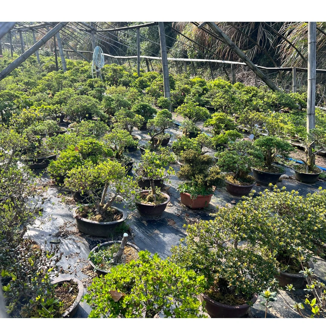 直播间号盆专属链接