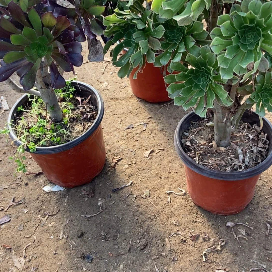 夏***裳15号链接三颗，不重复法师