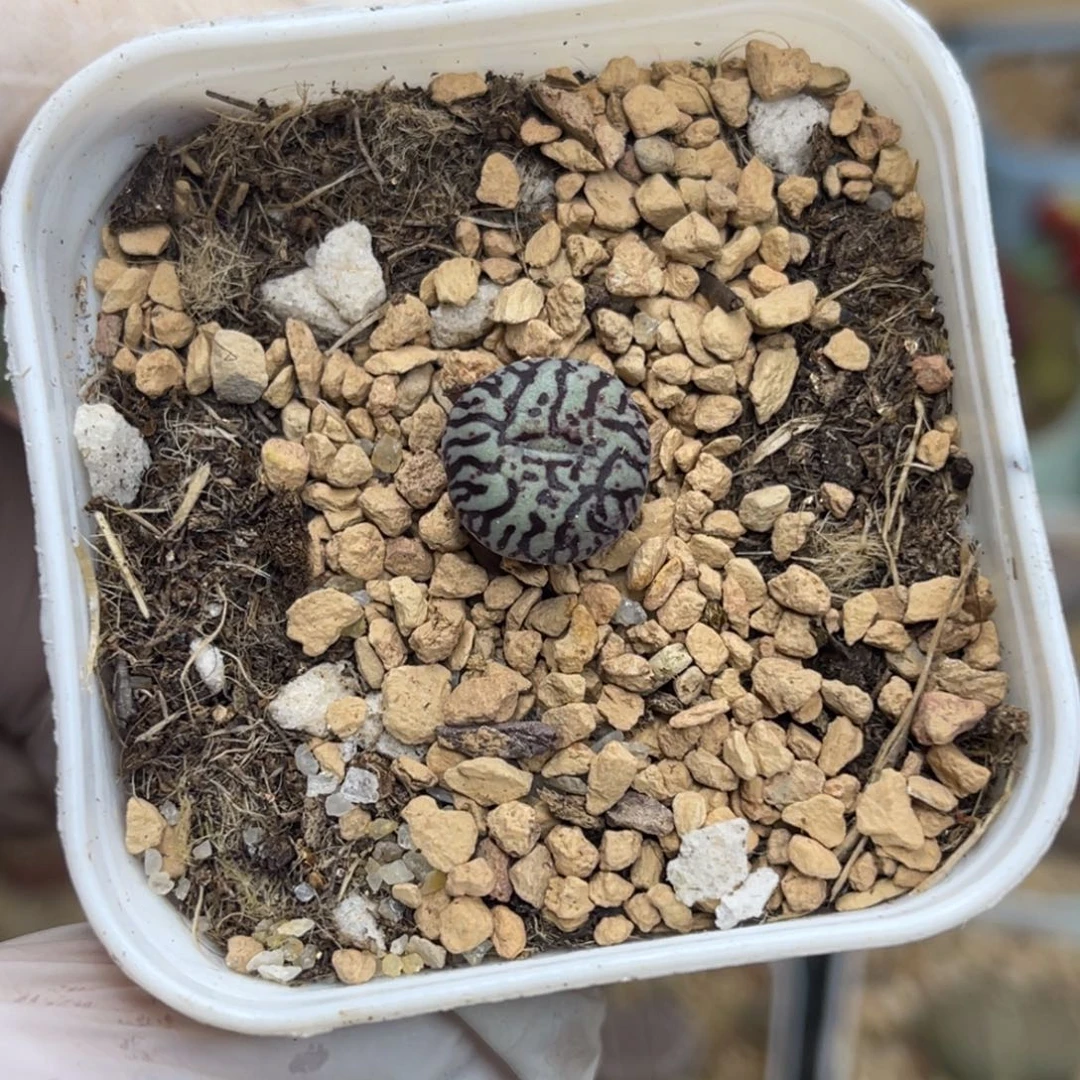 多肉植物一物一拍159