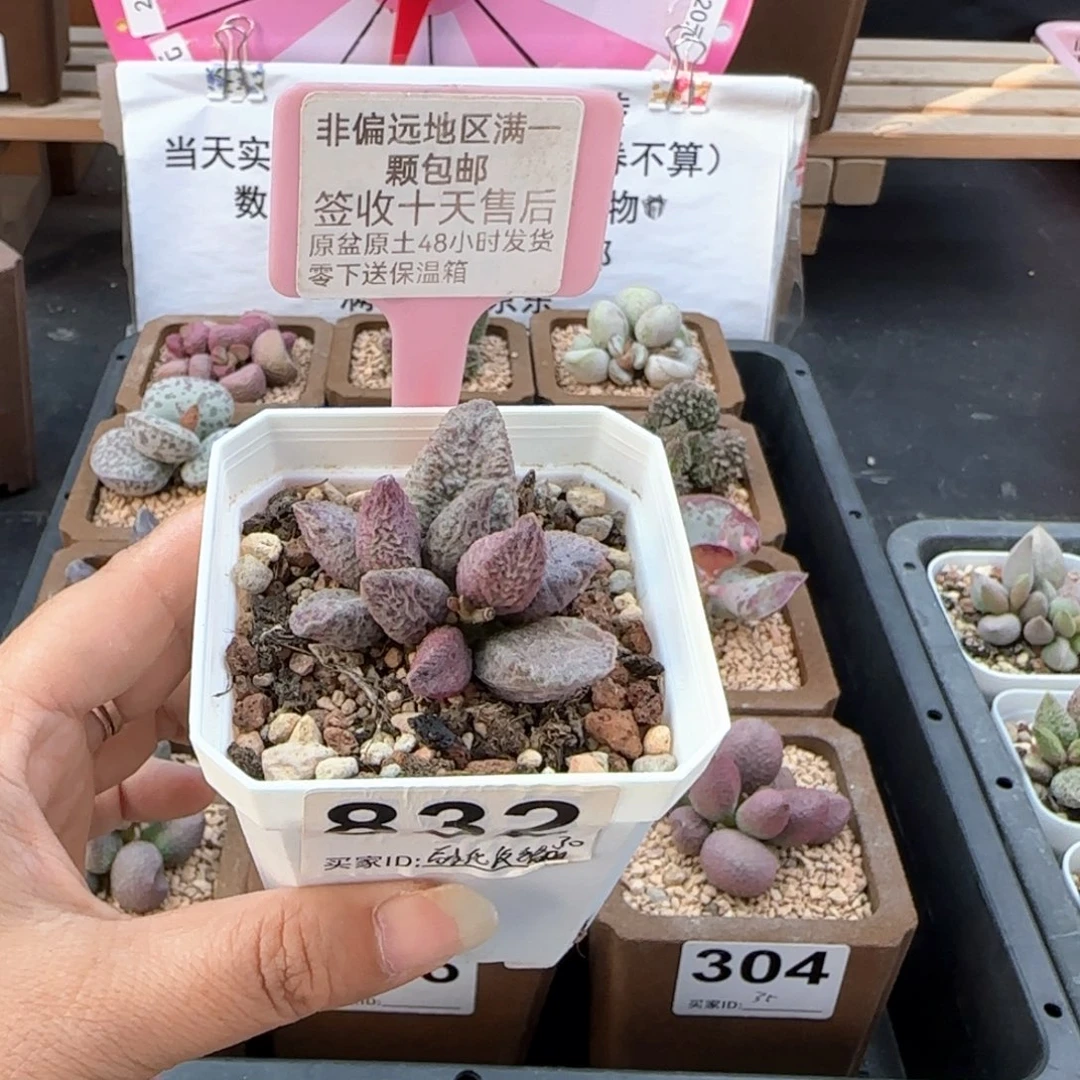 832融化纹猪肝多肉植物