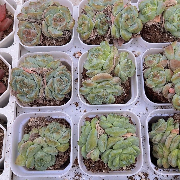 刚毅群19包邮多肉植物