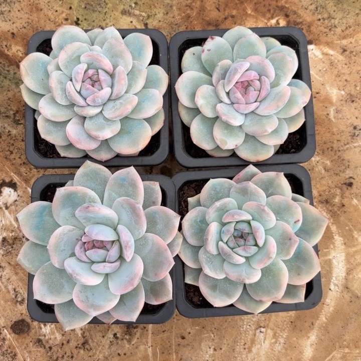 橙梦露锦一棵价格