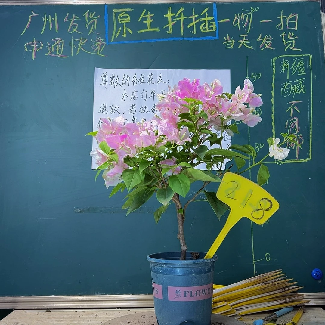当前无花栽培后可以开花广红樱218