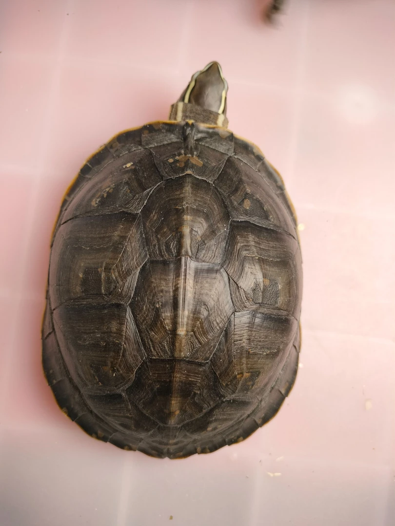 【直播链接】安布，亚巨，庙龟名龟吃青菜的小乌龟