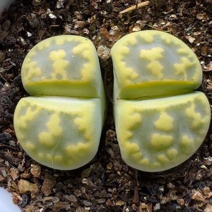 生石花111121。  182