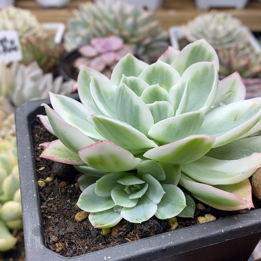 21144 柠檬玫瑰锦