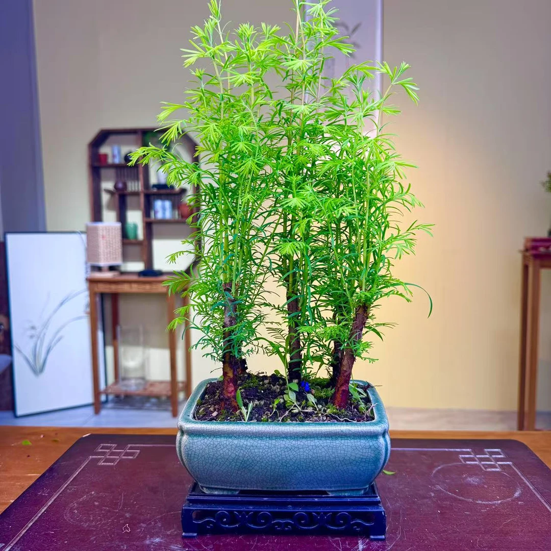 热卖 盆中景 丛林水杉 艺术盆五株植物室内好养易活造景盆栽屹景