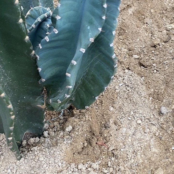 现砍侧牙15-20公分左右。