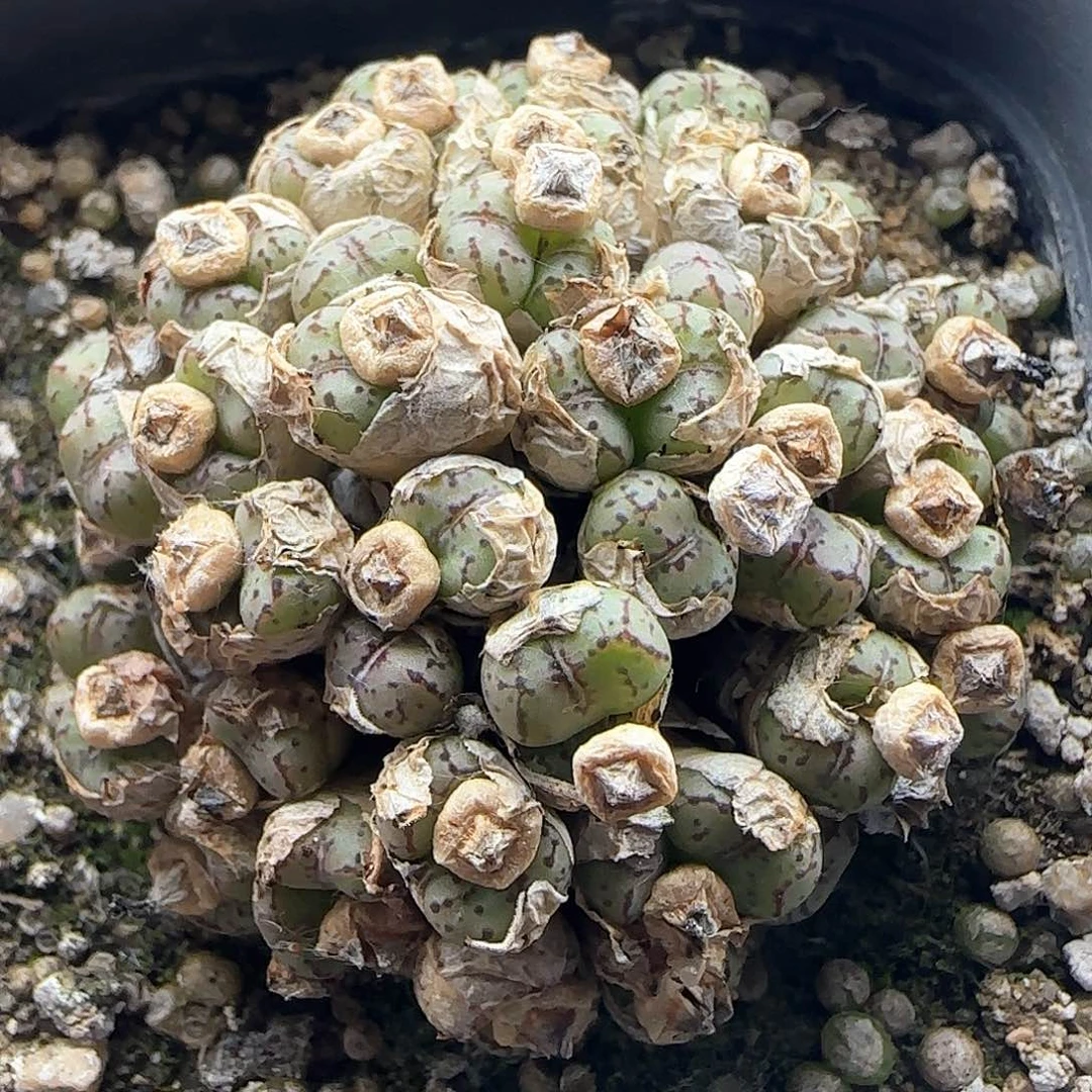 福利福利。 38759