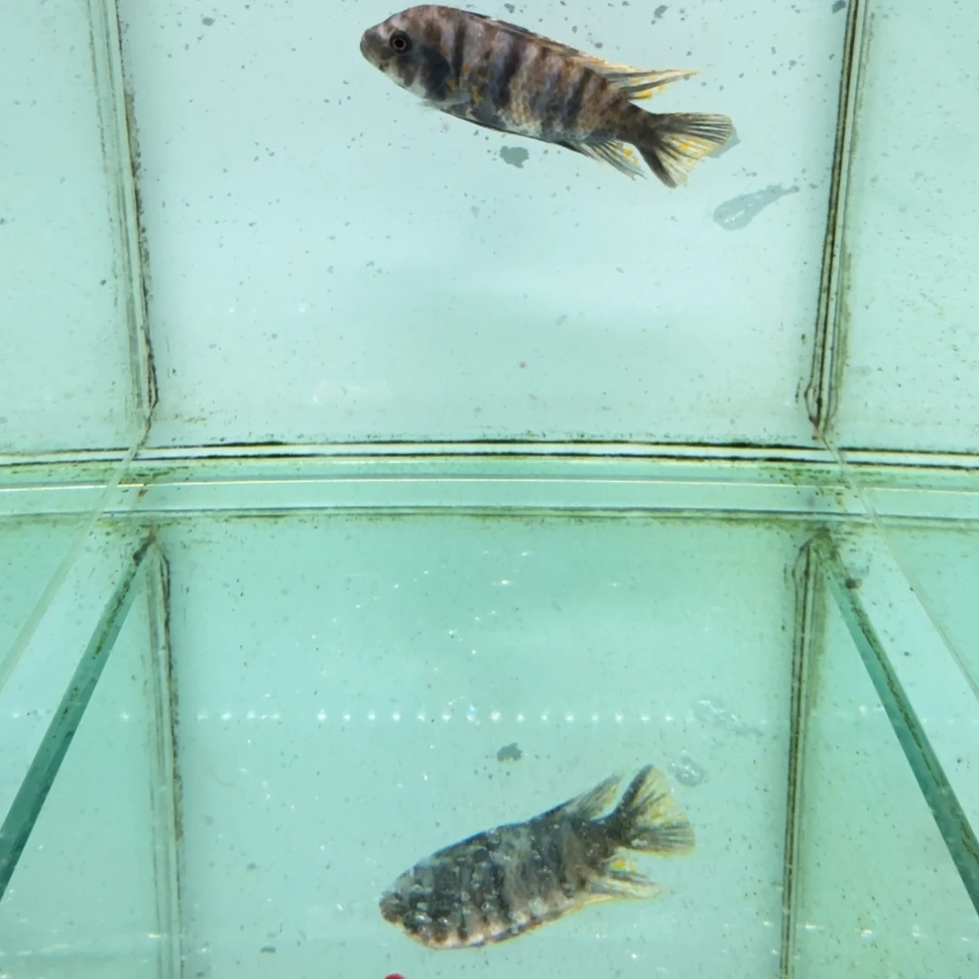 史***邹海水果酱猫641。