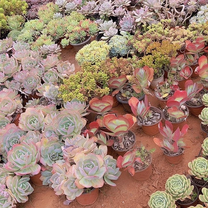 大唐印特价福利炸