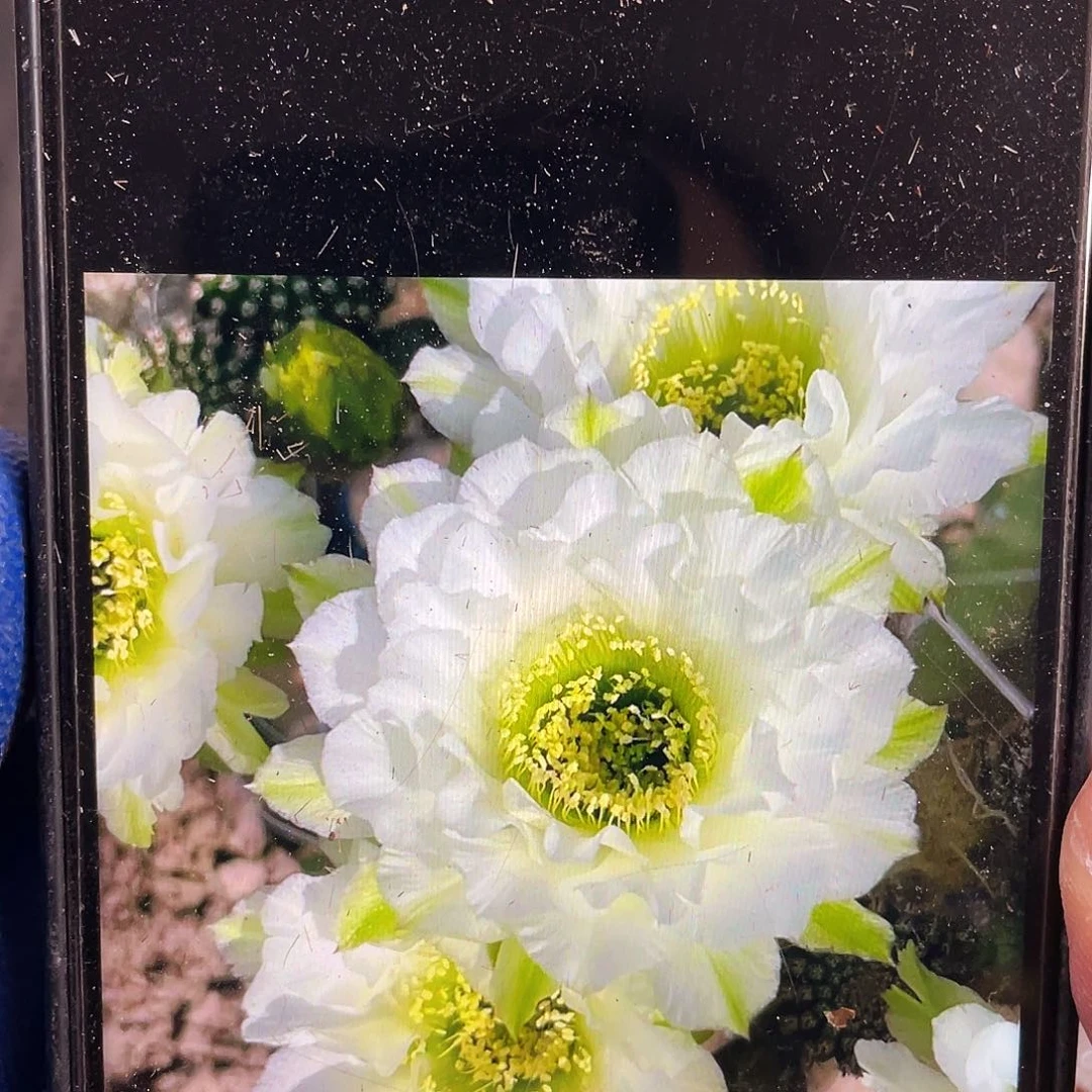 静静侧芽歪4公分左右满18包邮