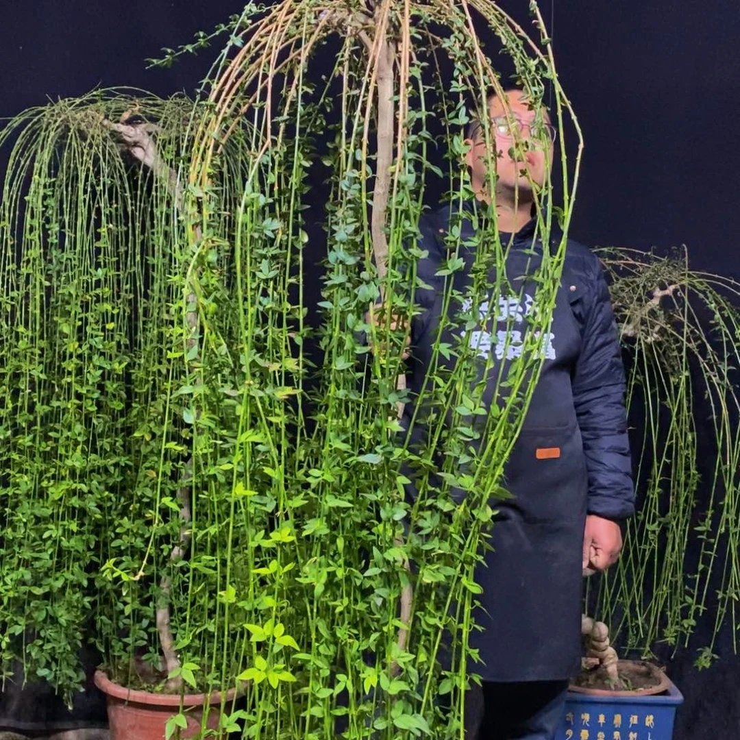 大花绿云，一物一拍，落叶