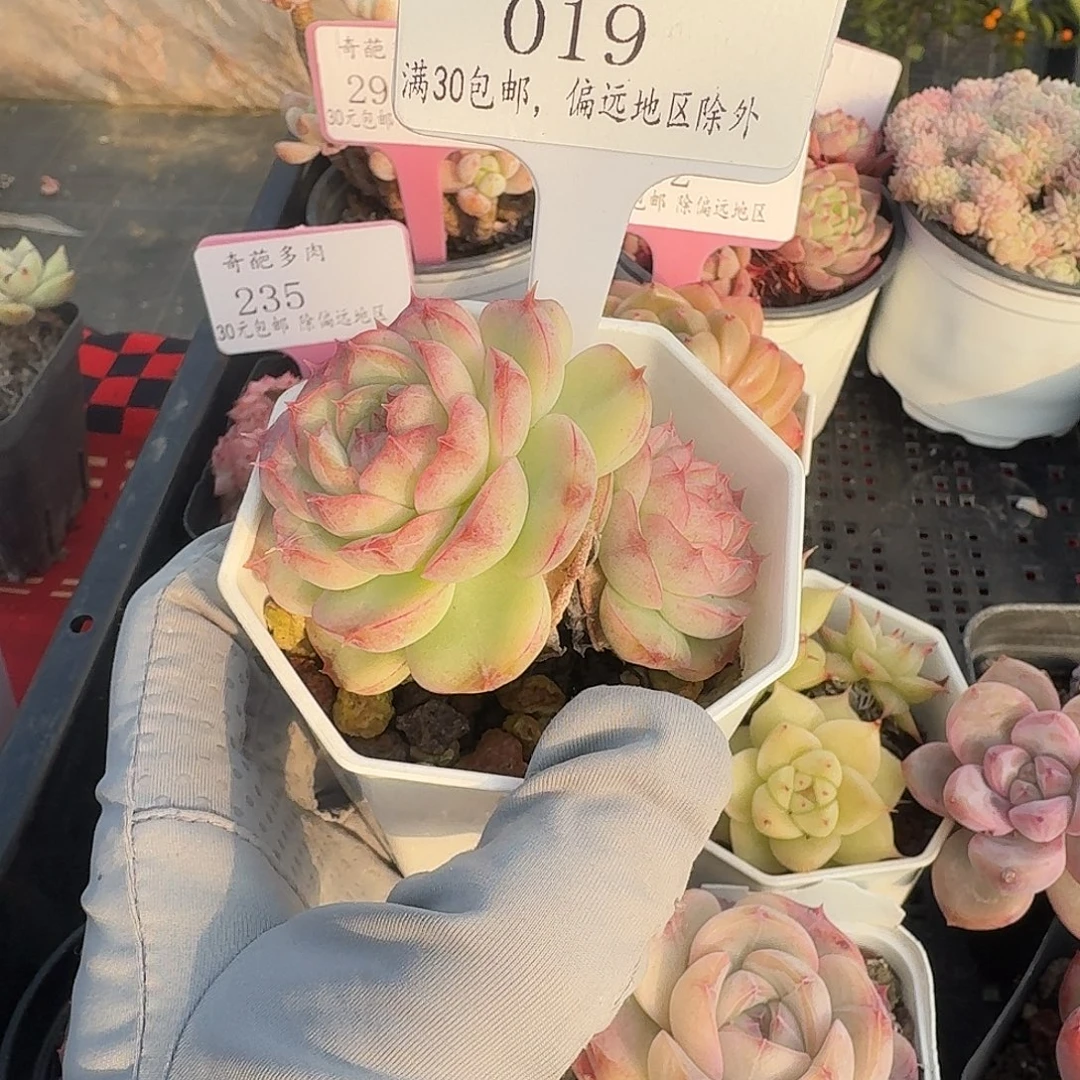 019 脱土 群生不包整 30元包邮非偏远