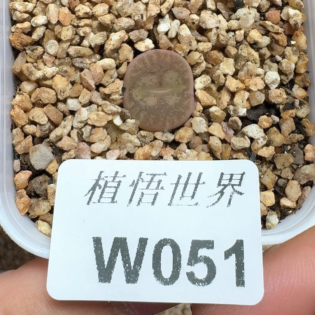 你****~多肉植物的润泽额c g