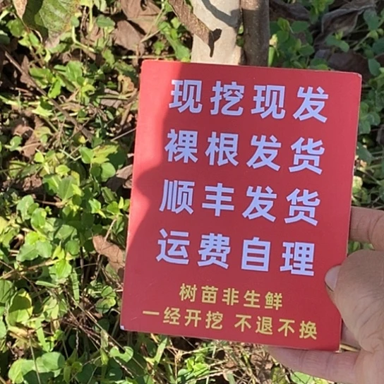 患***得文玩核桃吊坠预定糖三角两颗