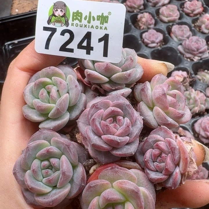 多肉植物多肉植物