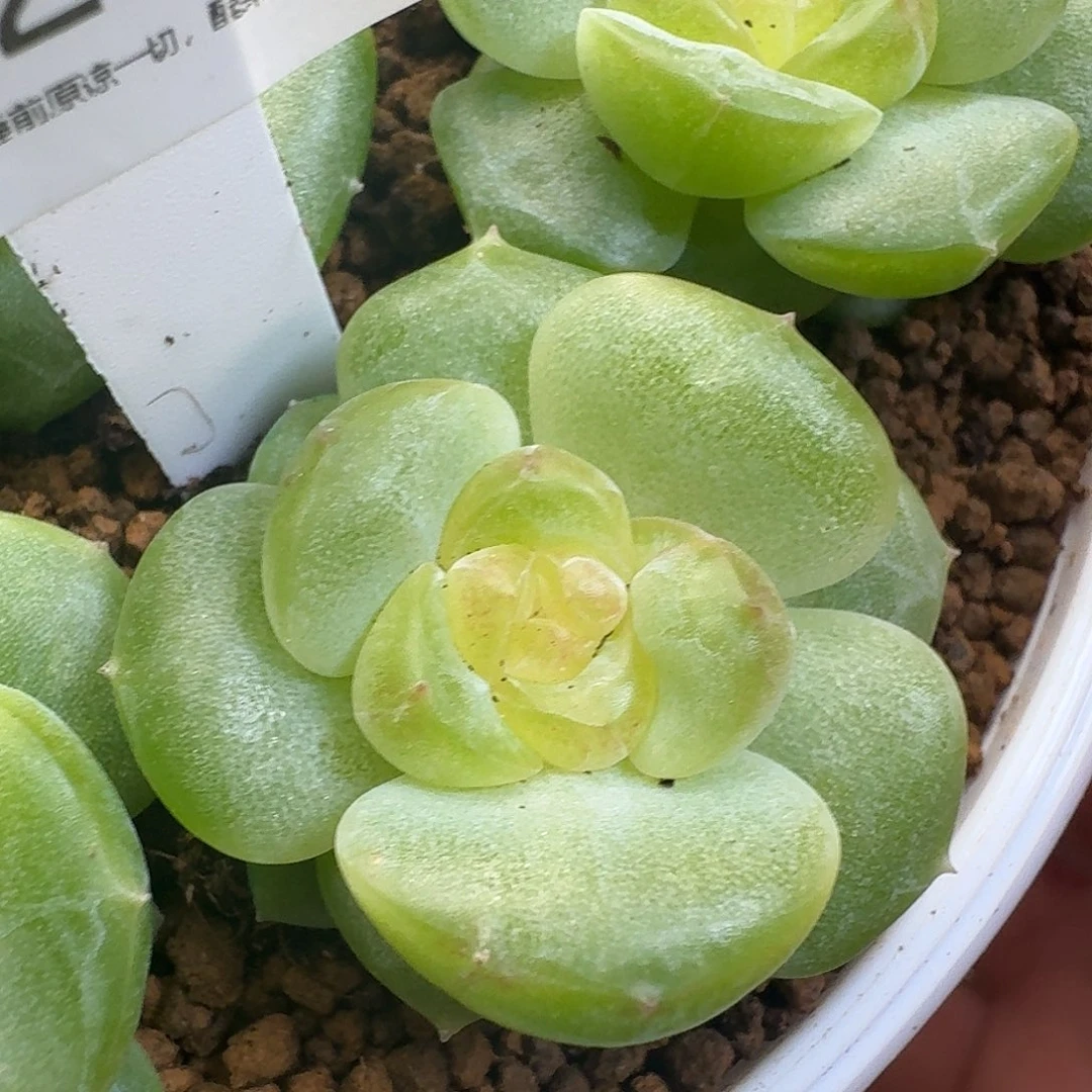 一物一拍一组904-267