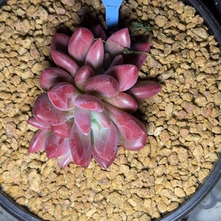 多肉植物赫本鲁斯026
