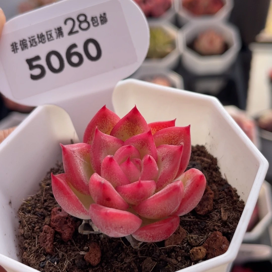 弗洛瑞安娜5060-3.6厘米