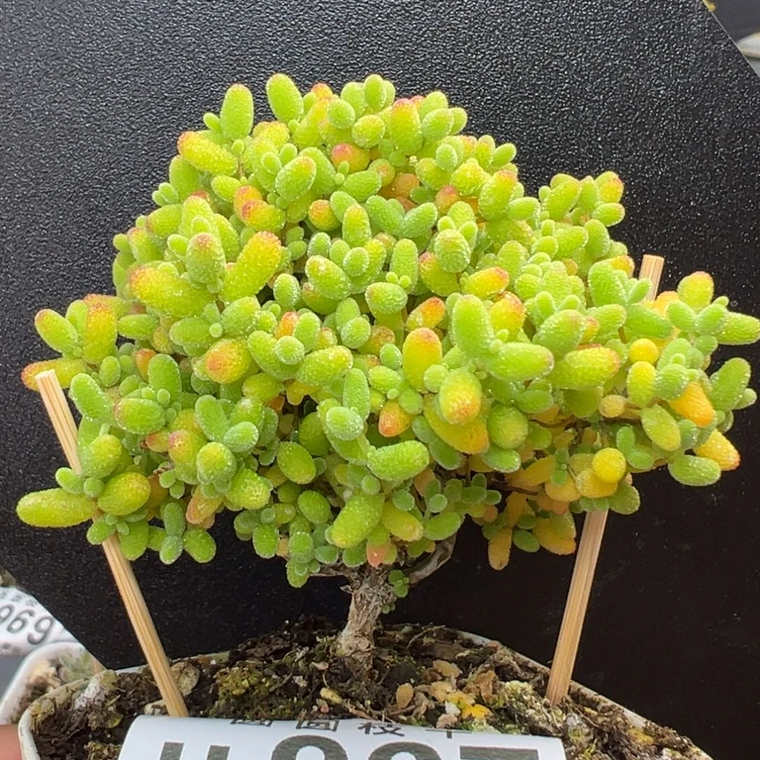 u967小老桩蜜橘糖球冠幅6cm