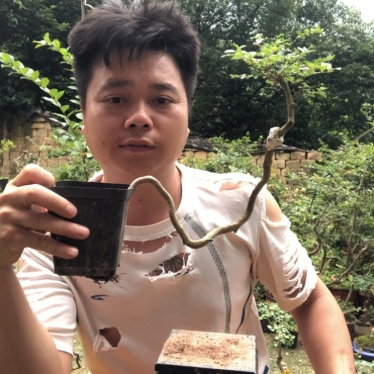 无花朵盆景素材盆栽植物