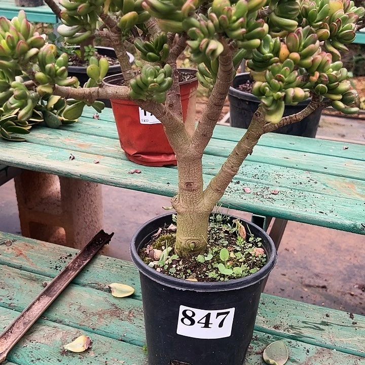 847号招财猫不带盆一物一拍