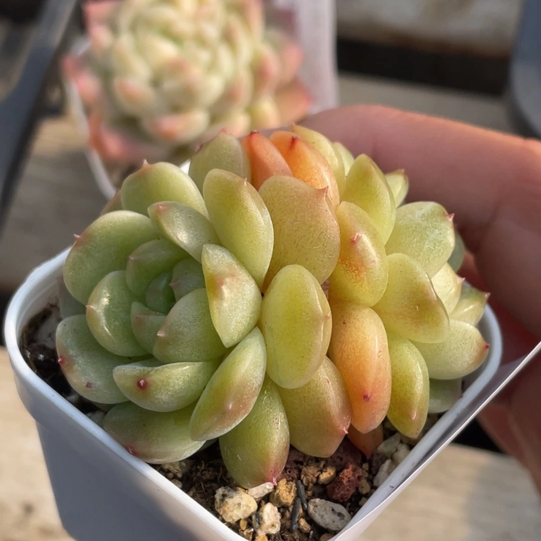 545号糖心冰心珍妮