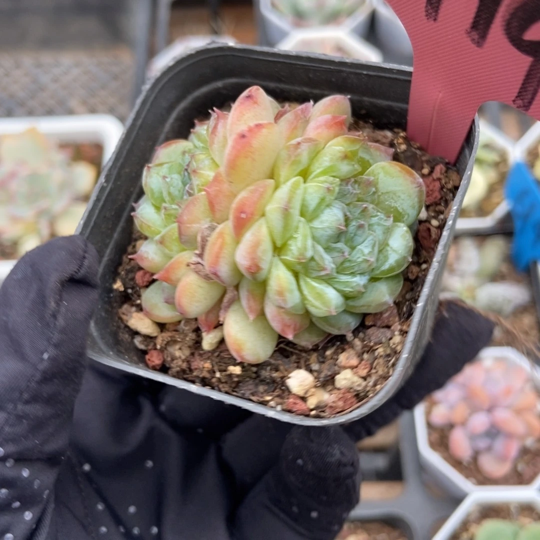 1419冰魄多肉植物