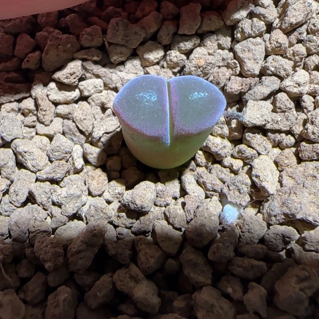 肉锥多肉植物组合-超级熊猫970