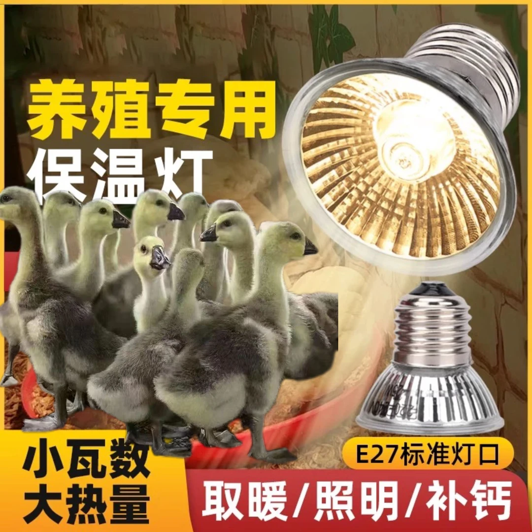 【1斤左右狮头鹅专用取暖灯】养殖户散养鸡鸭鹅专用取暖灯