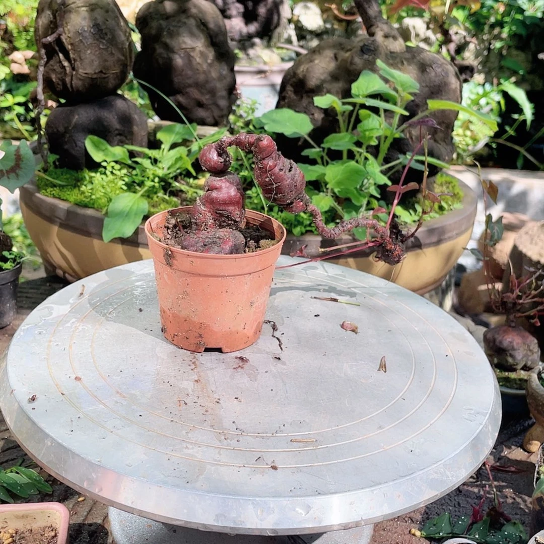 不开花植物何首乌
