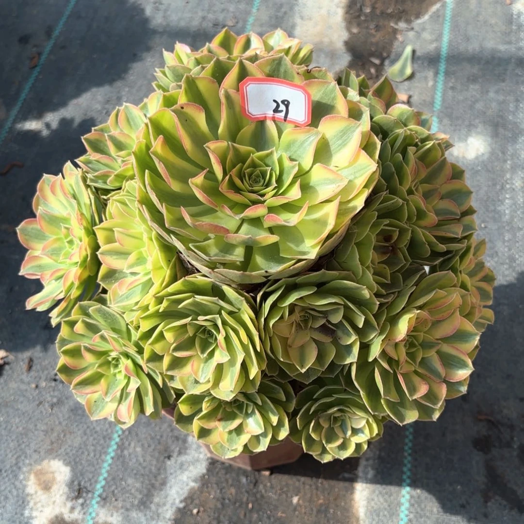 全部花朵29雨何多肉植物