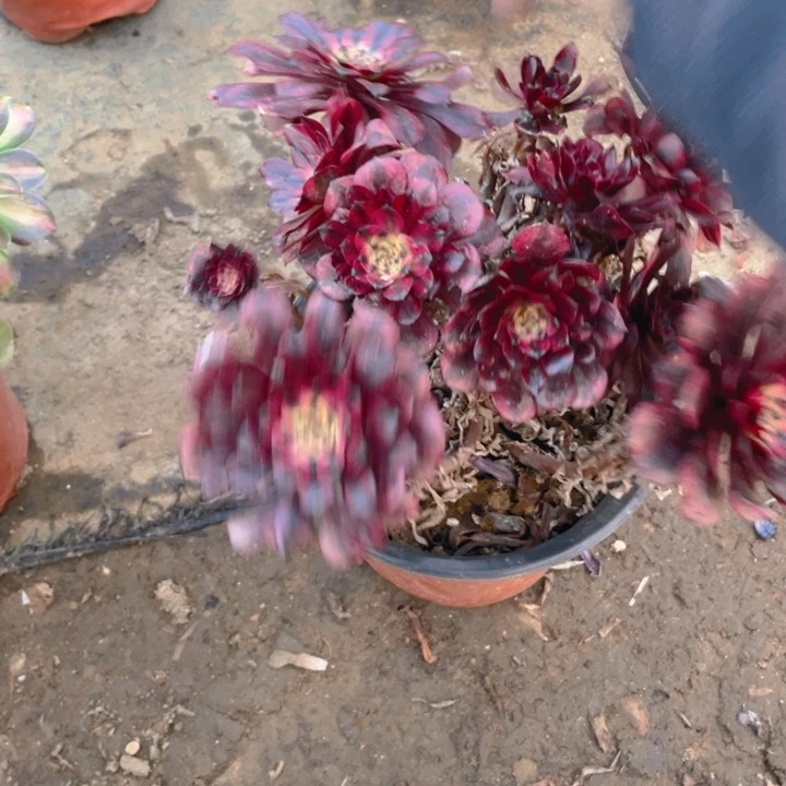 373美断枝法师多肉断枝不售后