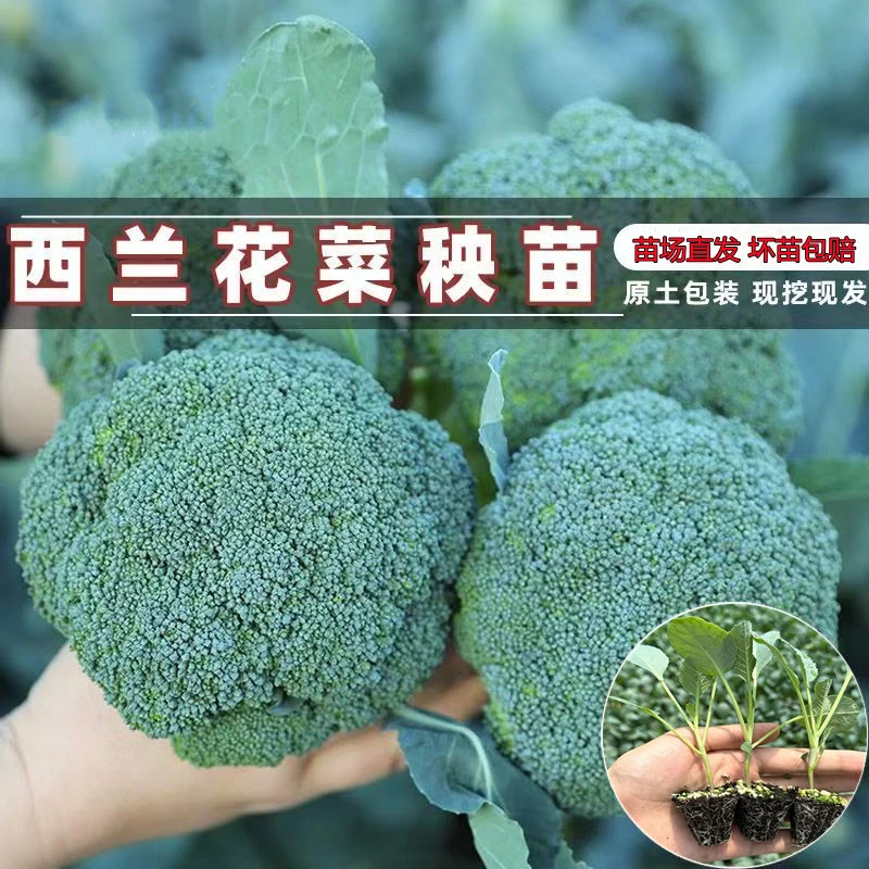 西兰花苗甘蓝苗菜花苗花菜苗包心菜卷心菜莲花菜西蓝花四季蔬菜苗