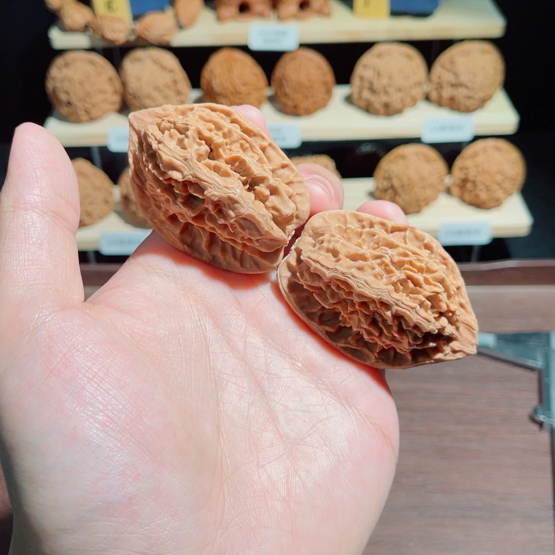 38野生鞋拔子全品
