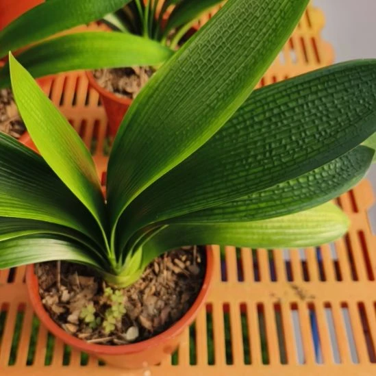 无花朵吉蒂君子兰花卉精品