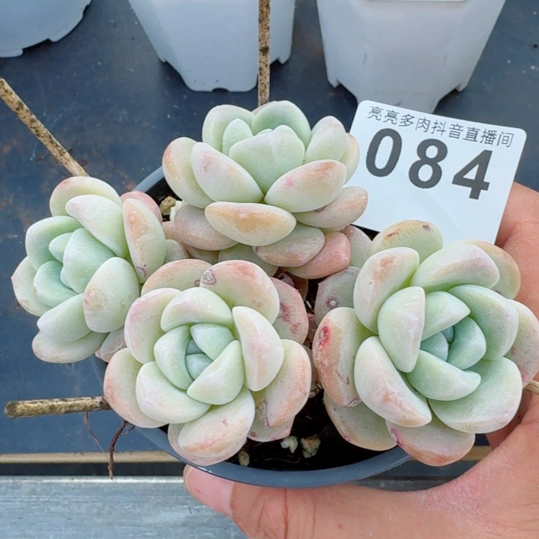 长腿冰玉         精品多肉