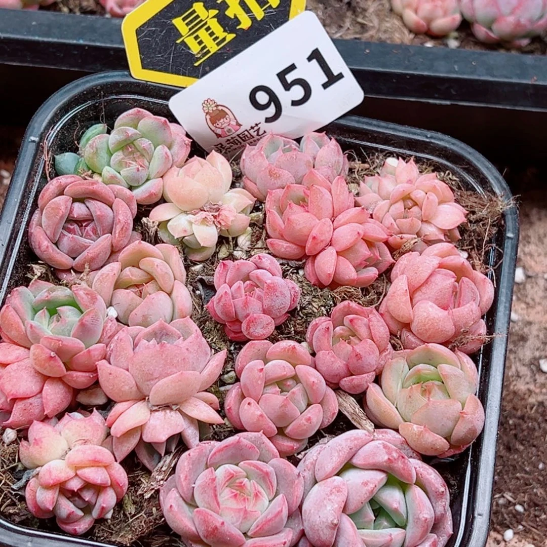 多肉植物多肉植物