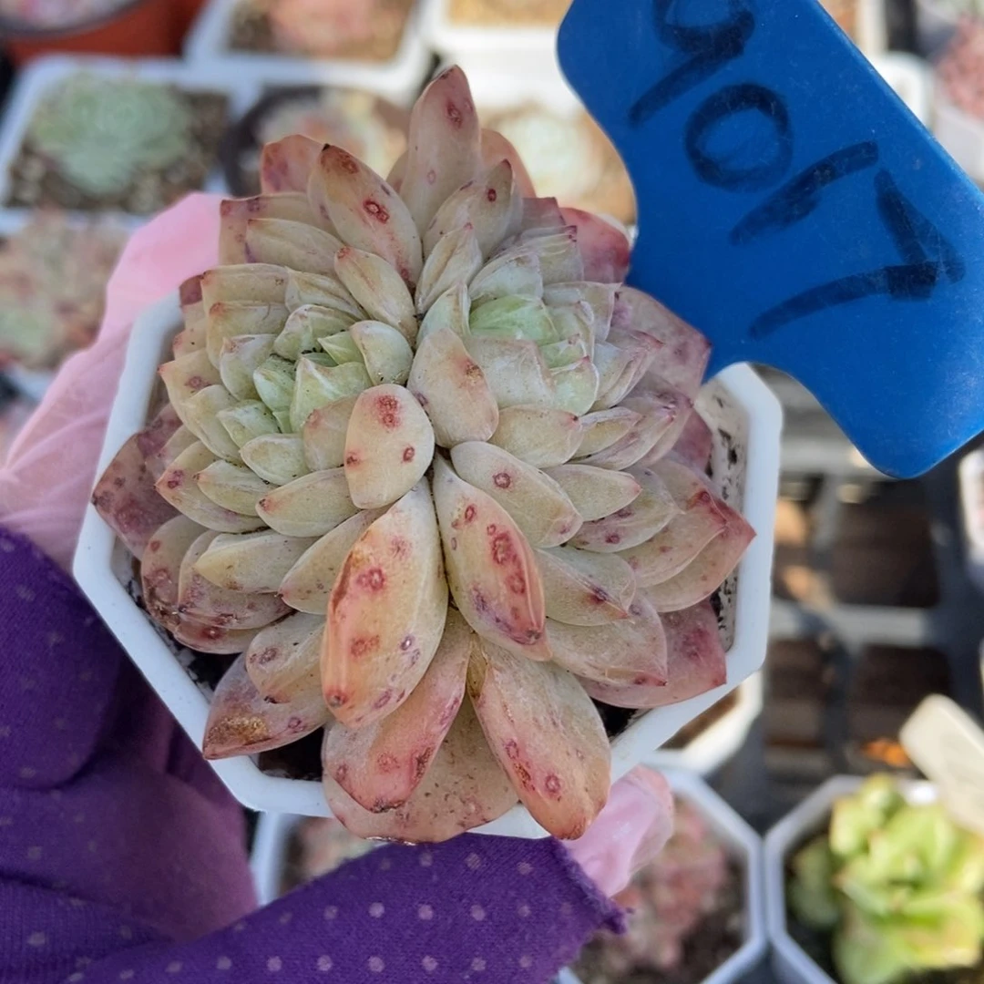 9017冰魄多肉植物保护