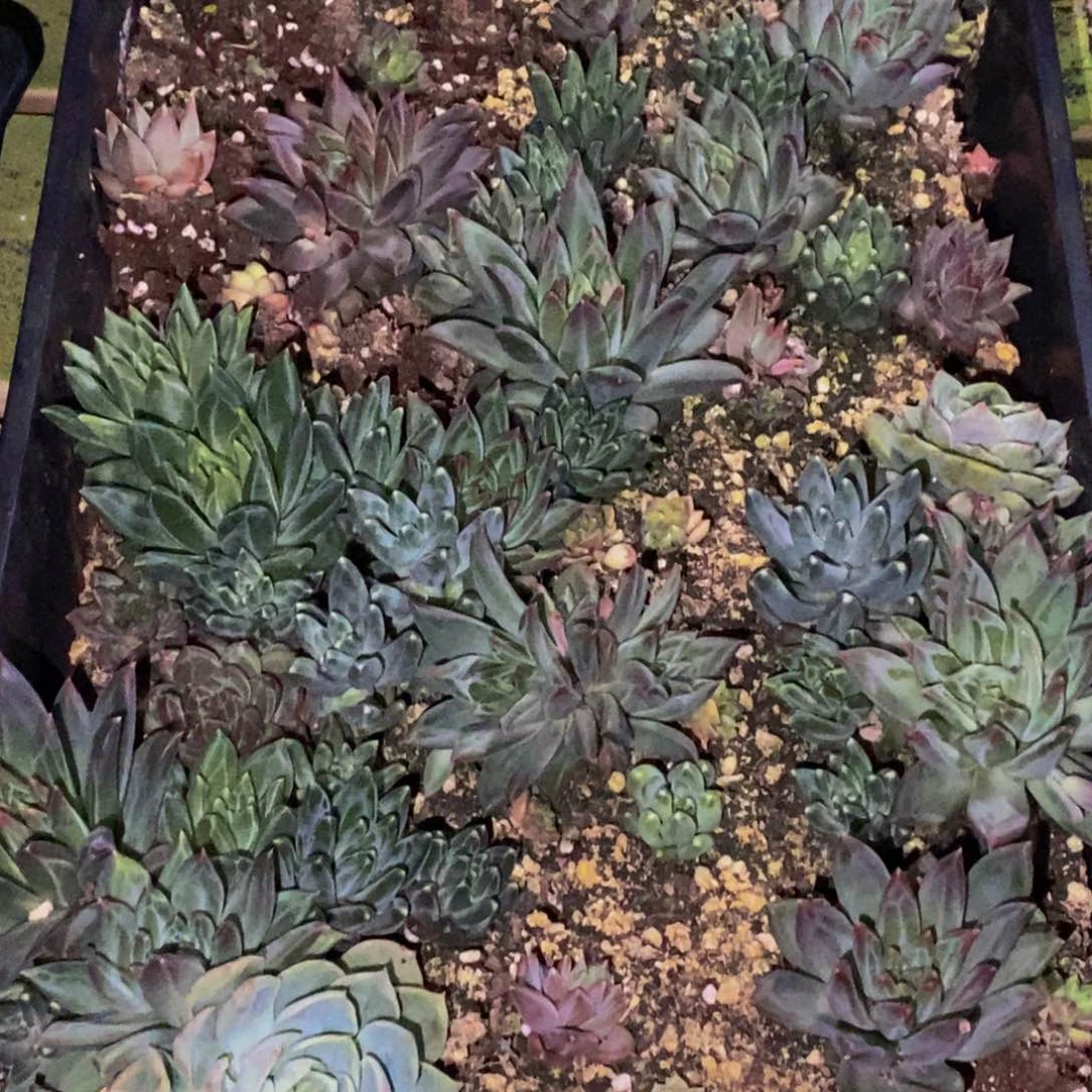 天*测957多肉植物保护研究所所长