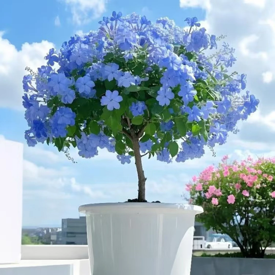 【蓝雪花棒棒糖】盆栽全生花苞发货四季开花耐热好养