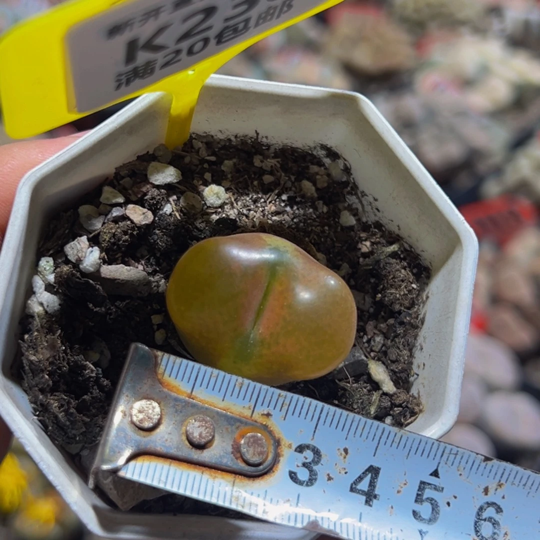 238 生石花大群生一物一拍