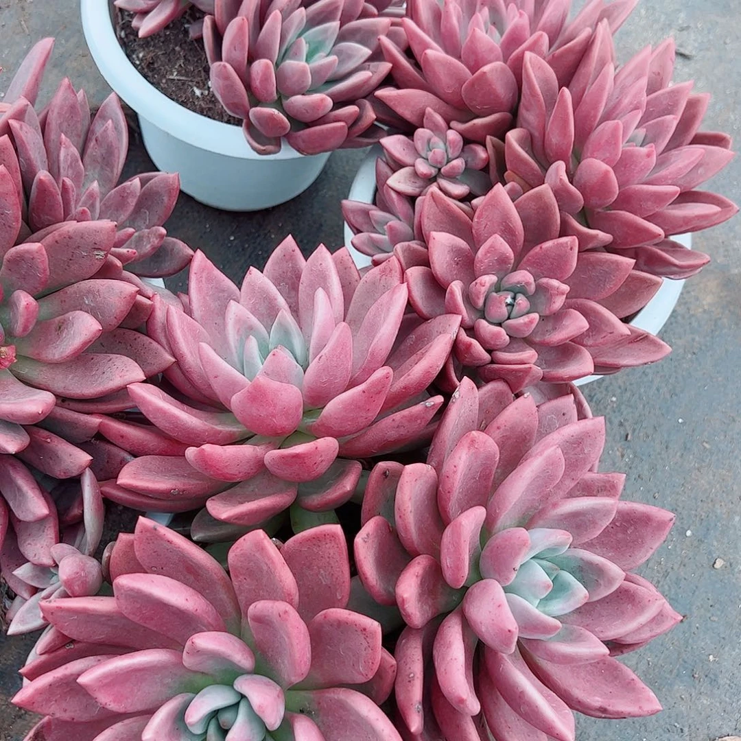 桃花源三大头超级大特价
