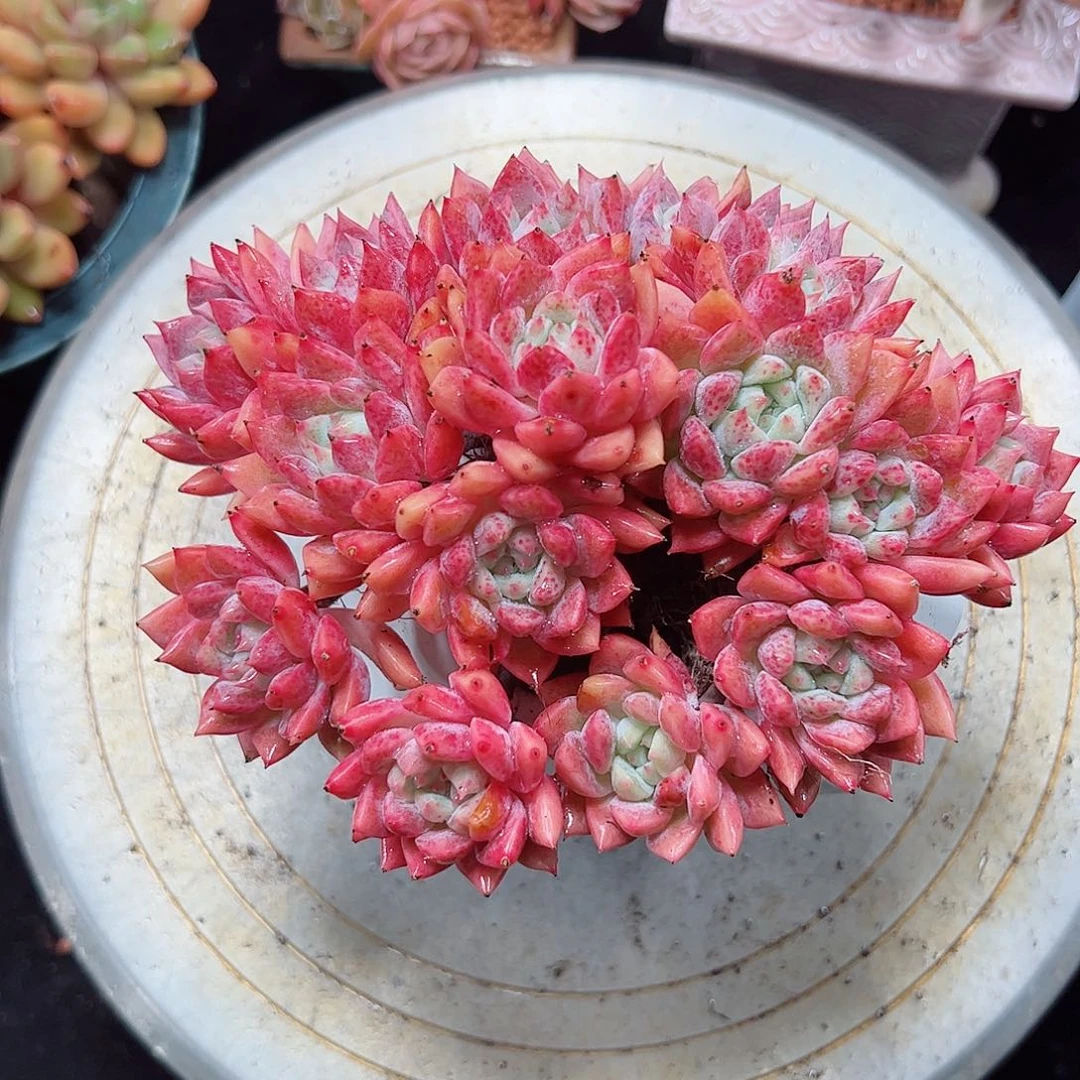 然然精品多肉霜花加单头