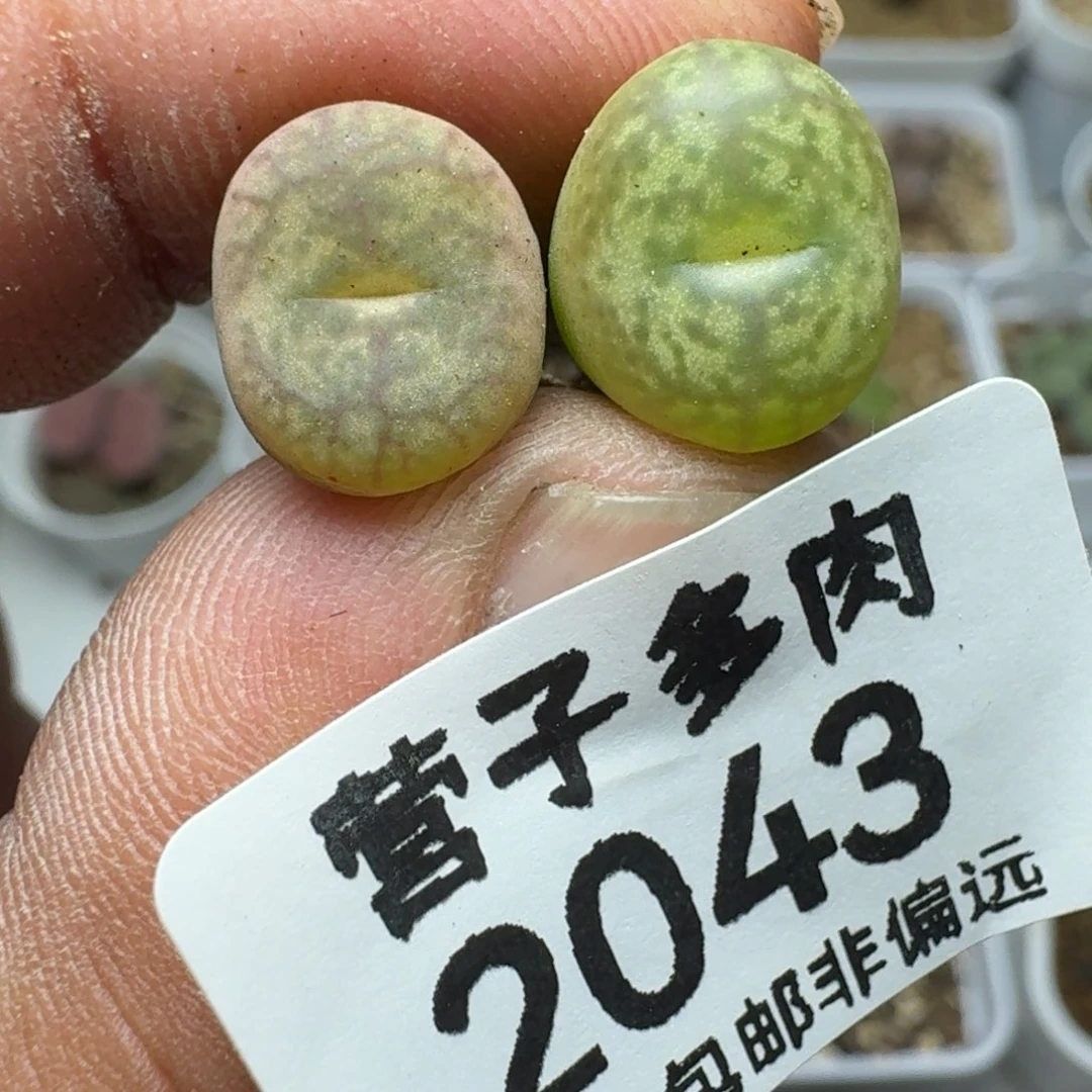 毛杂。